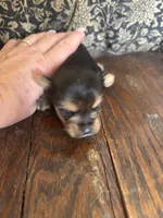 Hersey kisses, a female Yorkshire Terrier for sale in West Plains, MO – Photo 2 of 5