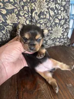 Hersey kisses, a female Yorkshire Terrier for sale in West Plains, MO – Photo 1 of 5