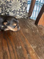 Hersey kisses, a female Yorkshire Terrier for sale in West Plains, MO – Photo 3 of 5