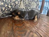 Hersey kisses, a female Yorkshire Terrier for sale in West Plains, MO – Photo 5 of 5