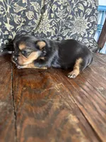 Hersey kisses, a female Yorkshire Terrier for sale in West Plains, MO – Photo 4 of 5