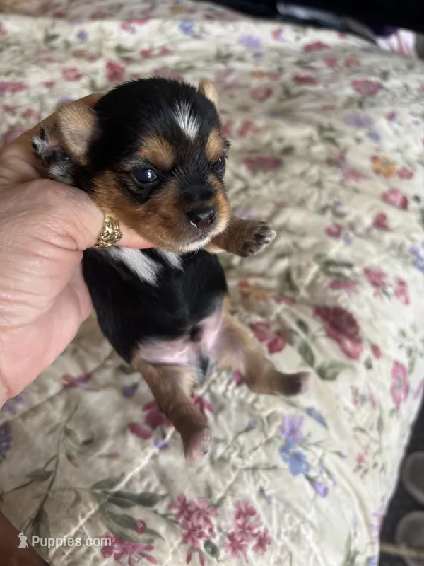 Hersey kisses – Yorkshire Terrier puppy for sale in West Plains, MO