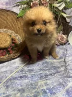 Truffles , a female Pomeranian for sale in West Plains, MO – 4 of 10