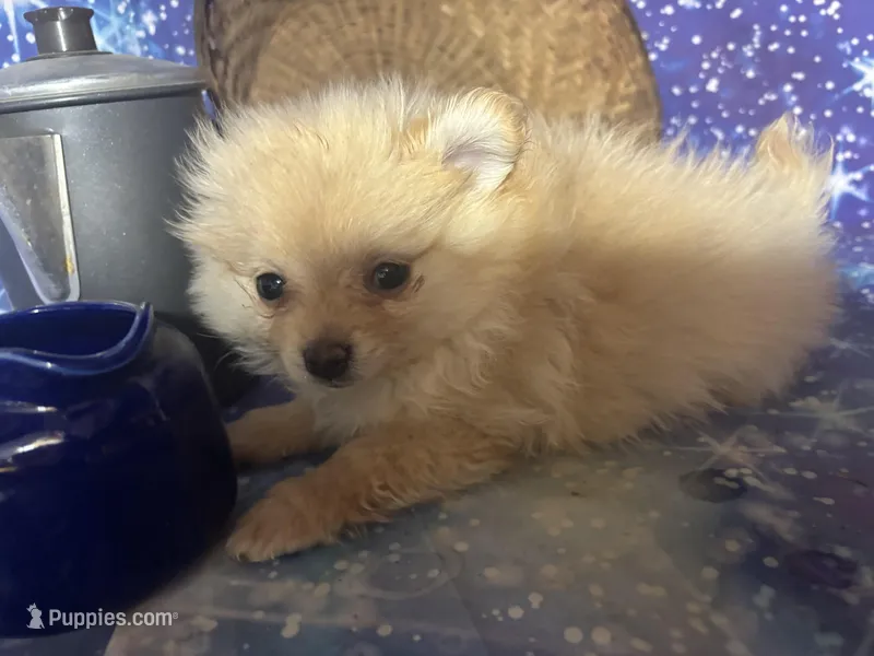 Peanut – Pomeranian puppy for sale in West Plains, MO