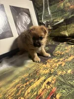 Carl, a male Morkie for sale in West Plains, MO – 3 of 5