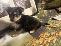 Charlie , a male Morkie for sale in West Plains, MO – 3 of 4