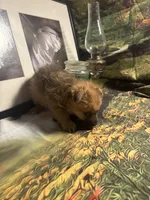 Carl, a male Morkie for sale in West Plains, MO – 5 of 5