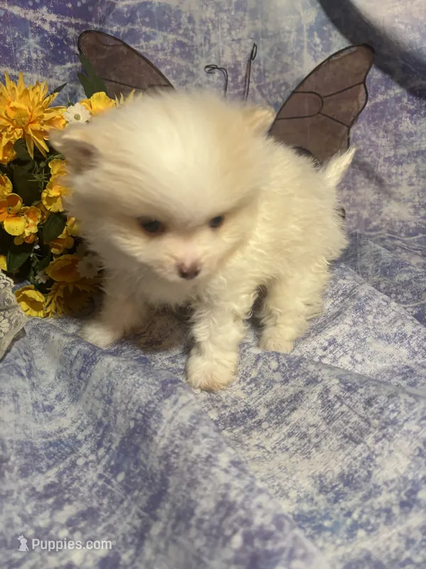 Mr. Chocolate, a male Pomeranian for sale in West Plains, MO – 1 of 5