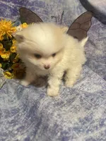 Mr. Chocolate, a male Pomeranian for sale in West Plains, MO – 1 of 5