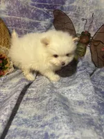 Icing on the cake, a male Pomeranian for sale in West Plains, MO – 8 of 8