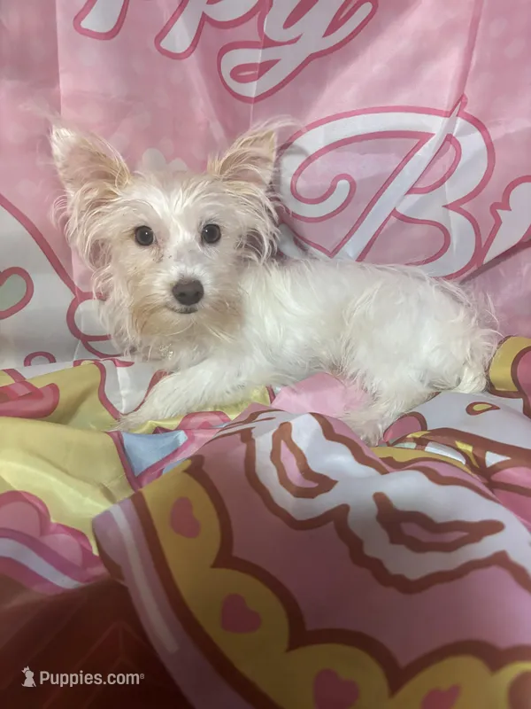 Casper – Yorkshire Terrier puppy for sale in West Plains, MO