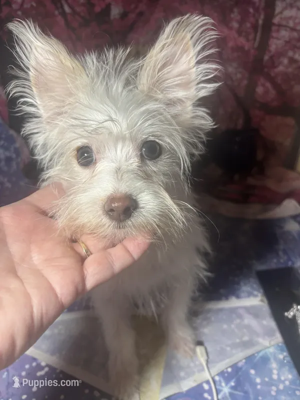 Casper – Yorkshire Terrier puppy for sale in West Plains, MO