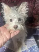 Casper, a male Yorkshire Terrier for sale in West Plains, MO – Photo 1 of 3