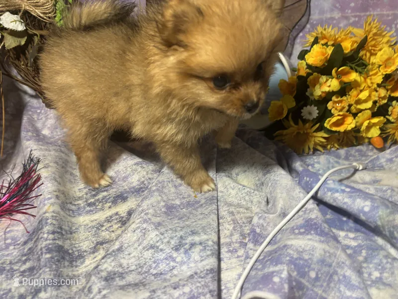 Truffles  – Pomeranian puppy for sale in West Plains, MO
