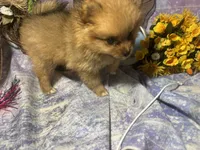 Truffles , a female Pomeranian for sale in West Plains, MO – 1 of 10