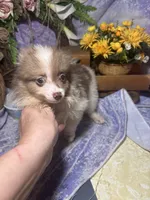 Truffles , a female Pomeranian for sale in West Plains, MO – 6 of 6