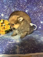 Sam, a male Pomeranian for sale in West Plains, MO – 6 of 8