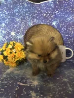 Sam, a male Pomeranian for sale in West Plains, MO – 8 of 8