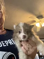Truffles , a female Pomeranian for sale in West Plains, MO – 2 of 6