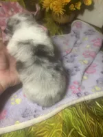 Merely , a male Pomeranian for sale in West Plains, MO – Photo 5 of 5