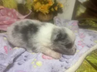 Merely , a male Pomeranian for sale in West Plains, MO – Photo 2 of 5