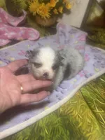 Merely , a male Pomeranian for sale in West Plains, MO – Photo 4 of 5