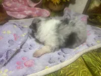 Merely , a male Pomeranian for sale in West Plains, MO – Photo 3 of 5