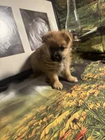 Carl, a male Morkie for sale in West Plains, MO – 2 of 5