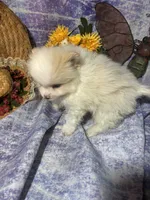 Mr. Chocolate, a male Pomeranian for sale in West Plains, MO – 3 of 5