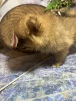 Truffles , a female Pomeranian for sale in West Plains, MO – 7 of 10