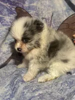 Merely , a male Pomeranian for sale in West Plains, MO – 8 of 10