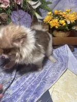 Truffles , a female Pomeranian for sale in West Plains, MO – 5 of 6