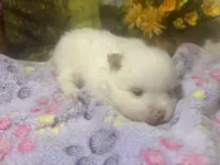 Icing on the cake, a male Pomeranian for sale in West Plains, MO – Photo 6 of 6