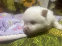 Icing on the cake, a male Pomeranian for sale in West Plains, MO – Photo 3 of 6