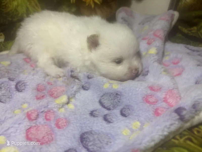 Icing on the cake – Pomeranian puppy for sale in West Plains, MO