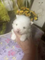 Icing on the cake, a male Pomeranian for sale in West Plains, MO – Photo 5 of 6