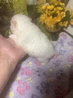 Icing on the cake, a male Pomeranian for sale in West Plains, MO – Photo 4 of 6