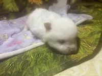 Icing on the cake, a male Pomeranian for sale in West Plains, MO – Photo 2 of 6