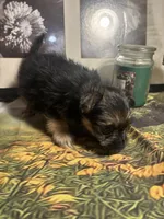 Charity, a female Morkie for sale in West Plains, MO – 2 of 7