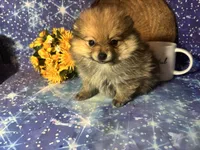 Sam, a male Pomeranian for sale in West Plains, MO – 3 of 8