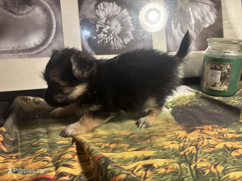 Charity – Morkie puppy for sale in West Plains, MO