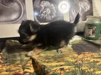 Charity, a female Morkie for sale in West Plains, MO – 1 of 7