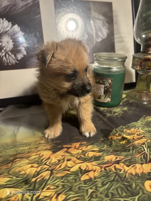 Carl – Morkie puppy for sale in West Plains, MO