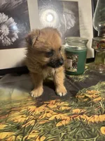 Carl, a male Morkie for sale in West Plains, MO – 1 of 5