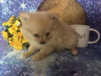 Paisley, a female Pomeranian for sale in West Plains, MO – Photo 2 of 4