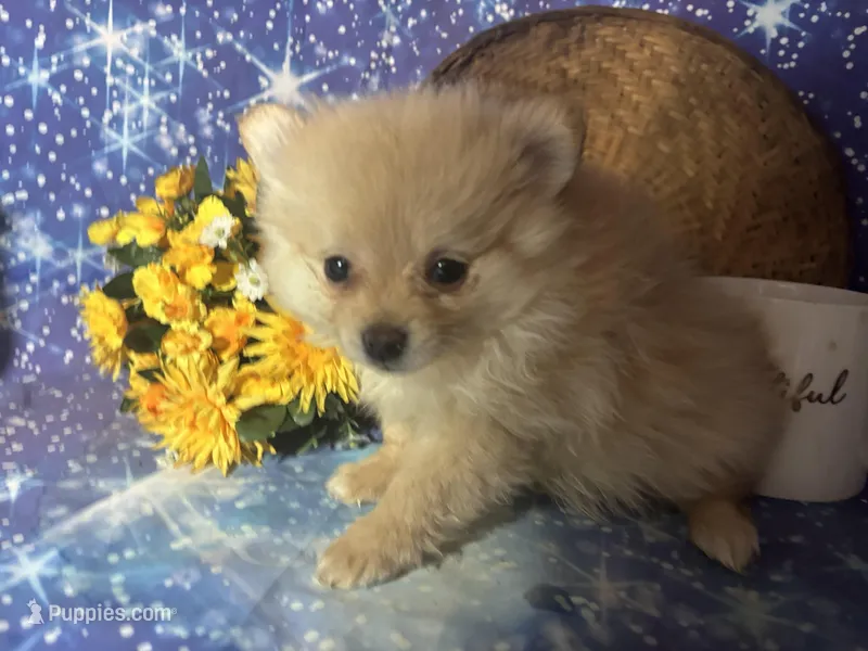 Paisley – Pomeranian puppy for sale in West Plains, MO
