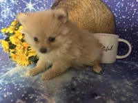 Paisley, a female Pomeranian for sale in West Plains, MO – Photo 3 of 4