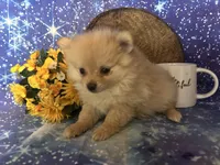 Paisley, a female Pomeranian for sale in West Plains, MO – Photo 4 of 4