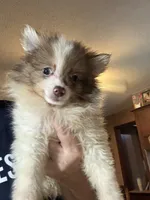 Truffles , a female Pomeranian for sale in West Plains, MO – 3 of 6
