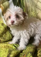 Angle, a female Yorkshire Terrier for sale in West Plains, MO – Photo 5 of 7